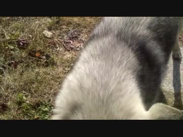 実家に帰ったら野良犬が懐いてた。friendly dog. love