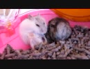ハムスターの出産シーン