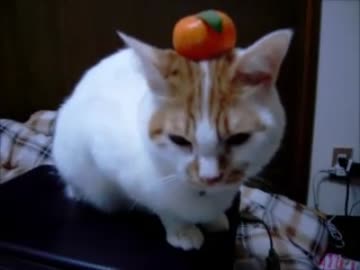 夜な夜な猫集会 鏡餅猫 【のっけてみました～その20～】