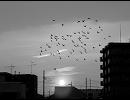 【the pillows】『Thank You, My Twilight』の電子音だけ