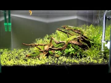 簡単水草とブランチウッドで水槽立ち上げパート２【アクアリウム】
