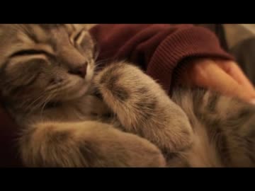 ツンギレのうちの猫の寝正月の様子