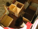 うちのこねこ28：上へ上へ