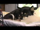 柴犬おばあワンちゃん