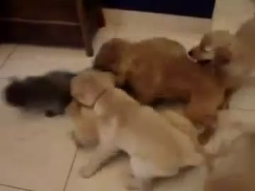 ペルシャ猫が6匹のゴールデンレトリバーに襲われる