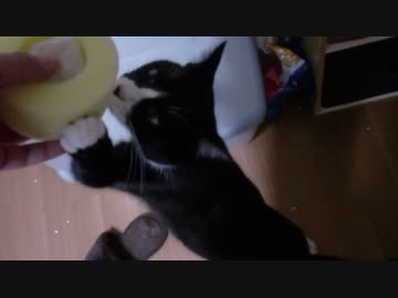 ゆず湯に入りたい猫