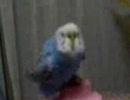 セキセイインコさん