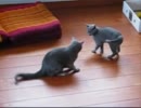 子猫ぬこぬこレスリング【ロシアンブルー編】