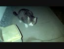 母の実家の猫2012_3 鳴いて欲しかった…。