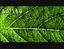 aojiso