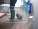 うさぎが人を選び過ぎな件