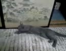 【にゃんこ動画】父の足にじゃれてるだけ～♪【ロシアンブルー】