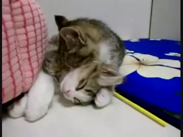 まだ遊びたいネコと眠くて仕方ないネコ