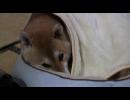柴犬　鉄太郎　眠い・・・。