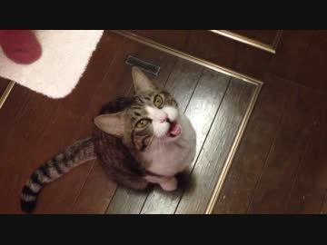 うちのノエル 77 － パカっとあけて、そろりとはいる。
