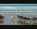 Wildlife.wmv