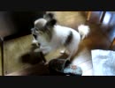 【投稿テスト】登れないわんこ