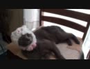 猫「いや、自分ウサギっすよ」