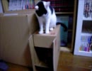 夜な夜な猫集会 くらえ！箱越し猫パーンチ！