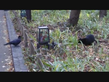 黒ネコとハシブトガラス