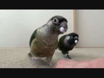 チビハルのおみくじ芸 2012～おまけ～