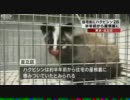 東京・足立区の住宅街でハクビシン2匹を捕獲