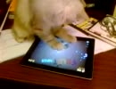 タブレットＰＣで遊ぶ猫