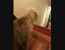 階段を逆立ちして降りる犬