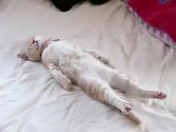 気持ち良さそうに眠っているヌコにイタズラ