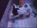 夕なぎ