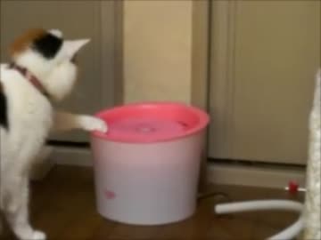 水飲み水遊び。