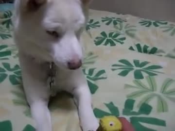 ピーピーおもちゃの逆襲。