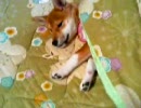 愛犬　はぐみ　睡眠中