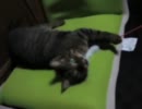 友達の顔が怖い猫と遊んでみた。