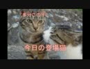 【ネコ】他の野良猫を撫でていると、割り込んでくる野良猫【ぬこ】