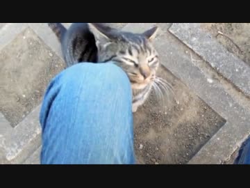 【ネコ】結構な勢いで顔を足になすりつけてくる野良猫【ぬこ】