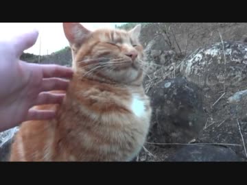 【ネコ】凄く気持ちよさそうな顔で撫でられる野良猫【ぬこ】
