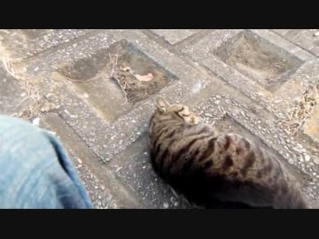 【ネコ】頭を撫でろと頭を差し出してくる野良猫【ぬこ】