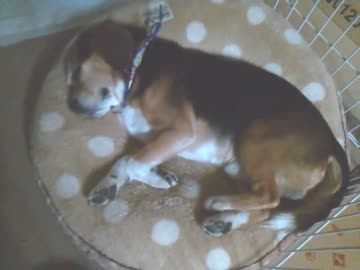 犬のいびき