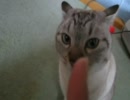 二度目の冬がきましたヾ(*'ω')ﾉ
