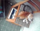 妹猫が兄猫のしっぽで遊ぶ