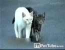 ついてくんな！