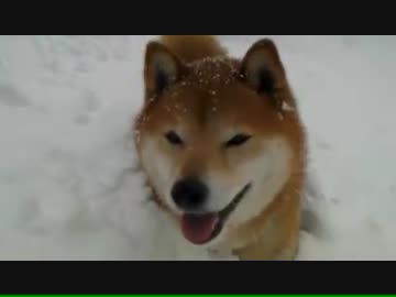 柴犬ジロー　大雪で