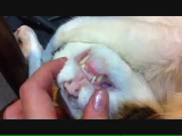 熟睡し過ぎて恥ずかしがる猫