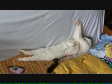 猫　すばらしい寝相