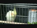 オカメインコ アールちゃん。part2