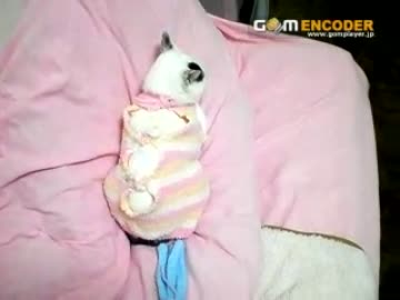 うちの座頭市が手術したのでラブリーな洋服を着ています