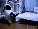 夜な夜な猫集会 どこ？どこ？どこにあるの？必死におもちゃを探す猫