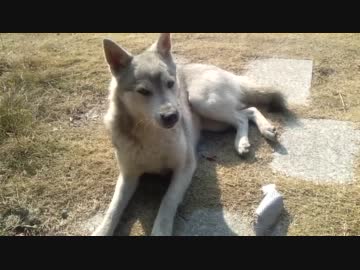 遊んで欲しい雰囲気を醸し出す犬