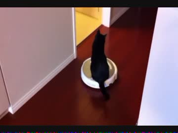 掃除機ルンバに乗った猫